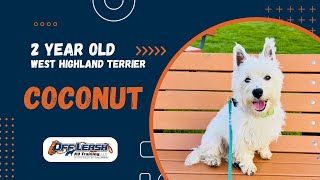 West Highland Terrier, 2 y/o, "Coconut" | Amazing West Highland Terrier Obedience Training Spokane