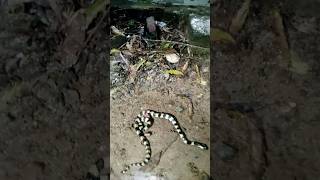 banded krait snake rescue at night #bandedkrait #snake #rescue #shorts #snakevideo #video #feed