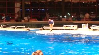 Dolphins Show, National Aquarium, Baltimore