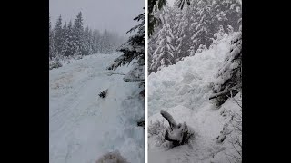 Hikers Protected From Avalanche By Trees