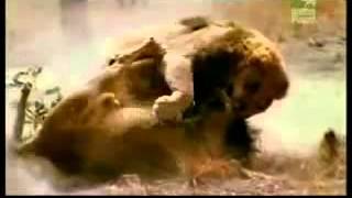 550 lbs Lions Fighting