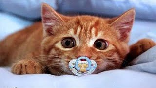 ПРИКОЛЫ С ЖИВОТНЫМИ ДО СЛЕЗ / Смешные КОТЫ 2021 / Приколы с КОТАМИ / Funny ANIMALS video #71