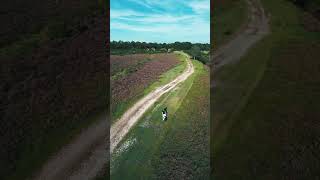 New Forest Drone Shot