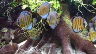 Jutai Green Discus and Tetragonopterus argenteus.