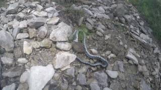 Snake Against Frog - Cernei Mountains - Romania