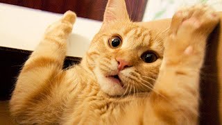 ПРИКОЛЫ С ЖИВОТНЫМИ ДО СЛЕЗ / Смешные КОТЫ 2022 / Приколы с КОТАМИ / Funny ANIMALS video