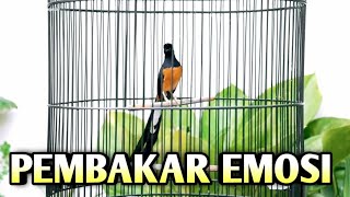 MURAI BATU GACOR AMPUH BUAT PANCINGAN MURAI BATU AGAR BUNYI CEPAT BIKIN MURAI BONGKAR MATERI