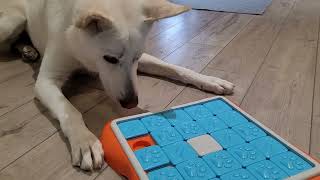 German Shepherd Trys IQ Test Toy