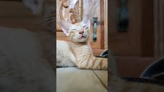 Meow #viral #youtubeshorts #youtube #cat #kitten #meow #cats #shorts #short #shortvideo #youtube