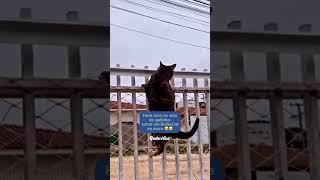 Um evento canônico na vida de todos os gatinhos que vivem em segurança! #rollercat #gatos #antifuga