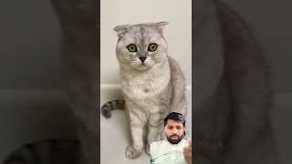 Funny cat🐈 #cat #pets #funny #funnycats #catlover #shorts #shortfeed #shortvideo #viralvideo #short