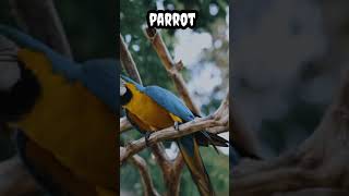 Parrot #shorts #viral #trending