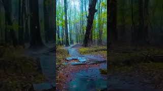 Deep Forest Rainy Day #shorts #nature #rain