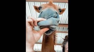 Squishy nose 😂😂 Best Animals compilation 2021| #shorts | Top Viral Animal Videos