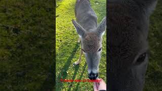 Friendly deer at Oglebay Resort!