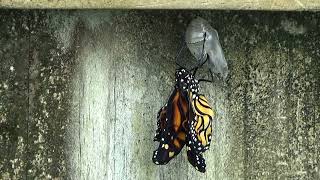 Monarch Butterfly Emerges from Chrysalis