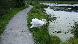 Vogel- und Pflanzenwelt am Harik- und De Witt See