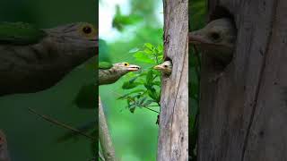 Birds 🐦 Video #viralvideo #shortsfeed #trendingvideo 🐦🐦🐦🐦