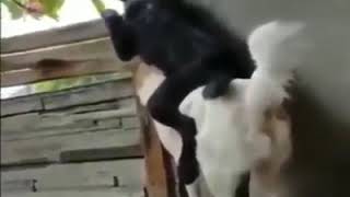 Pelea de vecinas con gatitos incluidos