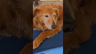 Sunning Titan age 13 #goldendog #dog #goldretriever #puppy #goldens