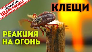 РЕАКЦИЯ КЛЕЩЕЙ НА ОГОНЬ или почему нельзя ЖЕЧЬ СУХУЮ ТРАВУ