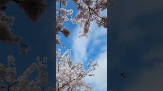 Cherry Blossoms in fullbloom at Garry Point, Richmond BC (April #cherryblossom