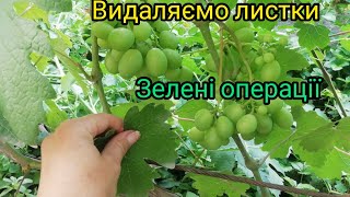 Дефоліація - видалення листків. Зелені операції на винограднику.