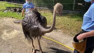 Common Ostrich at the Birmingham Zoo