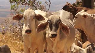 VACAS da Serra da Canastra