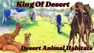 Surviving the Unimaginable: Desert Habitat Animals & Plants || Habitat Animals |  Animals Ecosystem