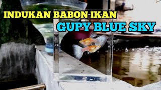 Indukan ikan gupy babon blue sky