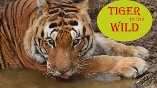 Tiger in the Wild | Kanha Tiger Reserve Madhyapradesh