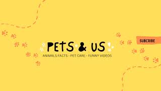 PETS AND US Live Stream