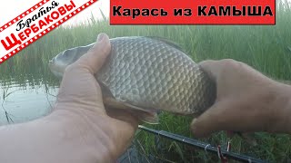 За КРУПНЫМ КАРАСЕМ в КАМЫШИ! Да как же эту рыбу удержать? Херабуну надо дорабатывать…