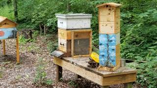 Mini honeybee hive swarming, 6 June 2021