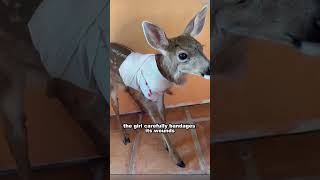 Rescued fawn finds unlikely friend in girl's dog #animals #shortsvideo #fawn