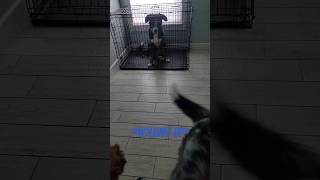 Howling dogs! VOLUME UP 🤣🤣🐾🏚 #shorts #dog #funny