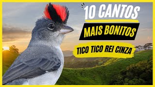 TOP 10: Cantos De "Tico Tico Rei Cinza" MAIS BONITOS e MELHORES - Pássaro Popular No Brasil !!!