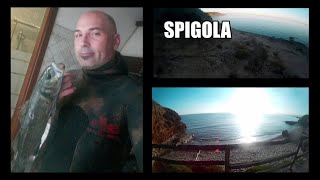 13)Pescasub-spigola seabass10-01-2020 one single shot spearfishing