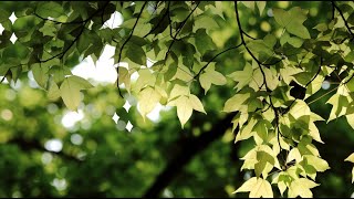 Who's Singing?🔸 It's the nightingale rejoicing in the sunny morning.