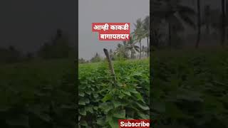 काकडी लागवड #agribusiness #farming #kisan #shetkari #आपला_शेतकरी #शेती #agriculture #short #shorts