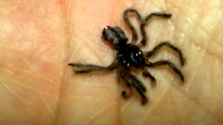 Avicularia geroldi stuck in molt