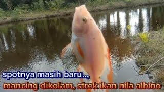 walaupun mancing belum dapat yang babon, lumayan strek ikan nila albino..,