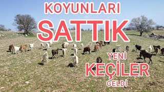 Koyun İşini Bırakıyoruz ~ Yeni Süt Keçilerimiz Geldi ( Alpin ~ Halep ) Koyunculuk Neden Bırakıyoruz?