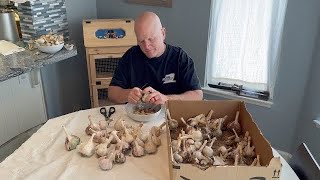 CLEANING, GROWING AND STORING GARLIC