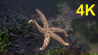 Vídeos 4K Gratuitos: Estrela do mar