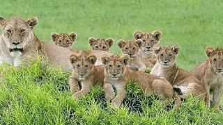 A Lion Cubs Plays With its Mother // Lion Mother and Cubs // Lion Family