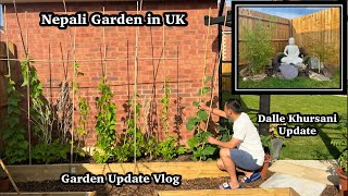 Garden Update | Akabare Update | Dalle Khursani | Garden transformation Tour | Nepali Family UK