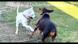 113. Pit Wants the Dobie to Play with Her, not With Frisbee 08/15/2024 #doberman #pitbull