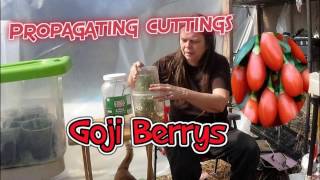 Goji berry stem cutting propagation